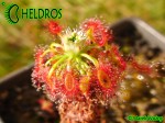 Rosiczka Drosera LASIANTHA gemmae