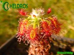Rosiczka Drosera LASIANTHA gemmae