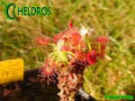 Rosiczka Drosera LASIANTHA gemmae