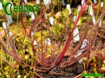 ROSICZKA DROSERA BINATA Dam Road Shannon, New Zealand
