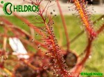 ROSICZKA DROSERA BINATA Dam Road Shannon, New Zealand