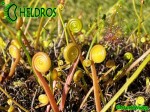 Drosera-Binata-spring-dormancy