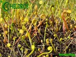 Drosera-Binata-spring-dormancy
