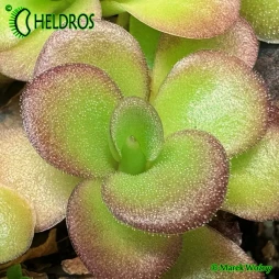 TŁUSTOSZ Pinguicula AGNATA 'EKUMA'