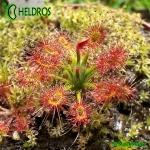 Rosiczka-Drosera-Verrucata-Fish-Track-Road