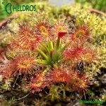 Rosiczka-Drosera-Verrucata-Fish-Track-Road