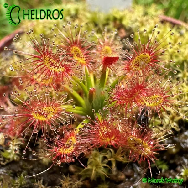 Rosiczka-Drosera-Verrucata-Fish-Track-Road