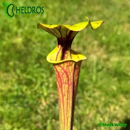 MK F28 Sarracenia Flava var. Ornata