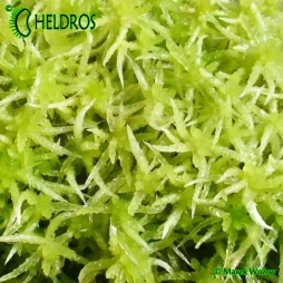 Mech żywy SPHAGNUM