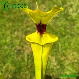 MK F18 Sarracenia Flava var. Rugelii