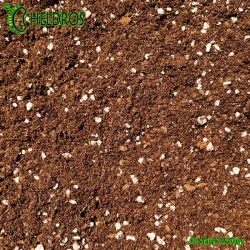Muchołówka 5 nasion + Torf kwaśny, Perlit mix 2 litry