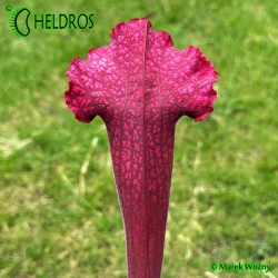 Kapturnica-Sarracenia-Juthatip-Soper-okienka-ciemne-harmonijne