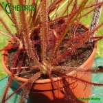 Rosiczka-Drosera-Filiformis-var-Floridiana