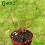 Rosiczka-Drosera-Filiformis-var-Floridiana