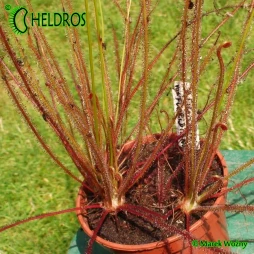 ROSICZKA Drosera FILIFORMIS var. Floridiana