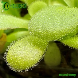 TŁUSTOSZ Pinguicula AGNATA (Zimapan, Hidalgo)