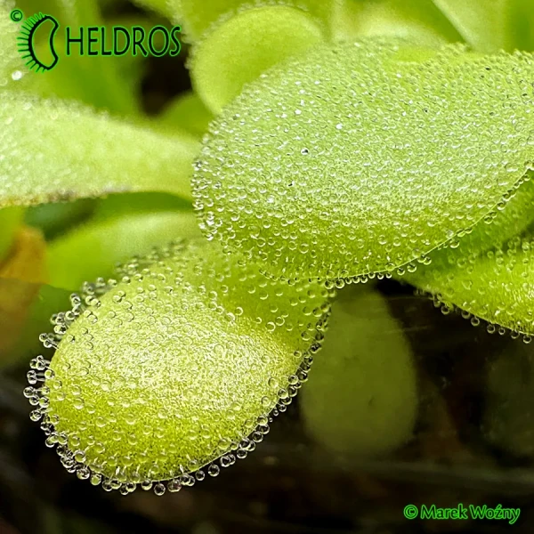 Tłustosz-Pinguicula-Agnata-ZIMAPAN