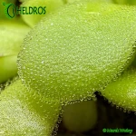 Tłustosz-Pinguicula-Agnata-ZIMAPAN