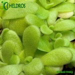 Tłustosz-Pinguicula-Agnata-ZIMAPAN