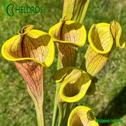 Sarracenia Flava var. Ornata Lidless