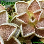 Tłustosz-Pinguicula-Debbertiana-Metallic-Purple-flower