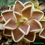 Tłustosz-Pinguicula-Debbertiana-Metallic-Purple-flower