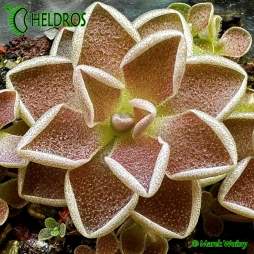 TŁUSTOSZ Pinguicula DEBBERTIANA 'Metallic Purple'