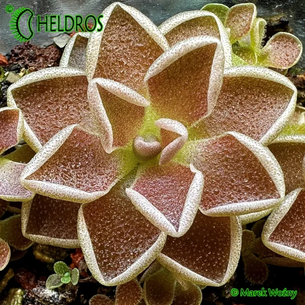 Tłustosz-Pinguicula-Debbertiana-Metallic-Purple-flower