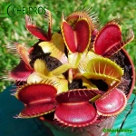 Muchołówka-Dionaea-Muscipula-red-green