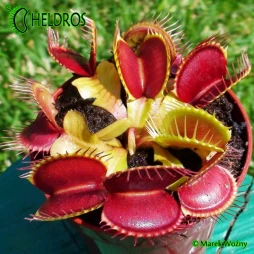 Muchołówka Dionaea Muscipula RED-GREEN - drapieżna