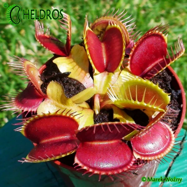Muchołówka-Dionaea-Muscipula-red-green