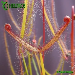 ROSICZKA Drosera BINATA var. MULTIFIDA