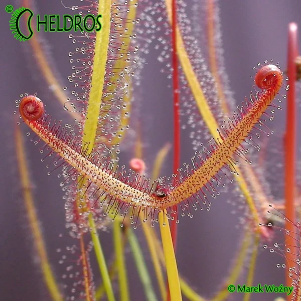 Drosera-BINATA-MULTIFIDA-carnivorous-leaf-Rosiczka-MULTIFIDA-owadożerny-liść