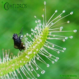 ROSICZKA Drosera CAPENSIS ALBA