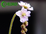Rosiczka-Drosera-VENUSTA