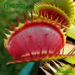 Muchołówka-Dionaea-Muscipula-Red-Daggers