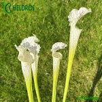 Kapturnica-Sarracenia-Leucophylla-MK-L2