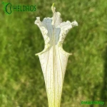 Kapturnica-Sarracenia-Leucophylla-MK-L2
