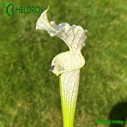 MK L2 Sarracenia Leucophylla Tall green & white form, Citronelle
