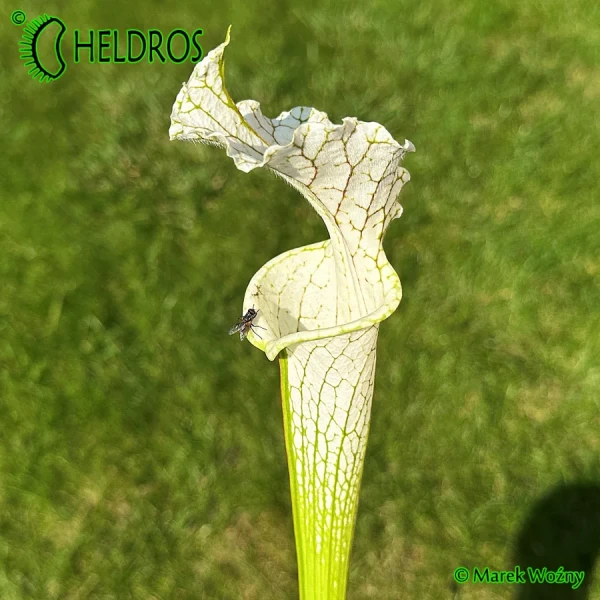 Kapturnica-Sarracenia-Leucophylla-MK-L2
