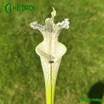 Kapturnica-Sarracenia-Leucophylla-MK-L2