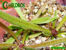TŁUSTOSZ Pinguicula CALDERONIAE - Llano del Conejo