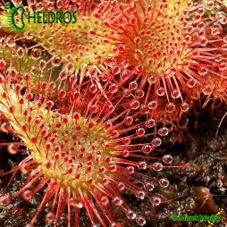 ROSICZKA Drosera SPATULATA hybrid - 20 nasion