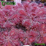 Rosiczka-Drosera-Lantau-Island