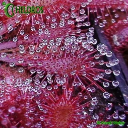 ROSICZKA Drosera Sp. LANTAU ISLAND - 20 nasion