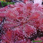Rosiczka-Drosera-Lantau-Island