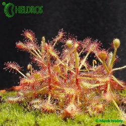 Rosiczka Drosera MADAGASCARIENSIS MADAGASKARSKA