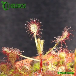 Rosiczka Drosera MADAGASCARIENSIS MADAGASKARSKA