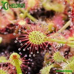 Rosiczka Drosera MADAGASCARIENSIS MADAGASKARSKA