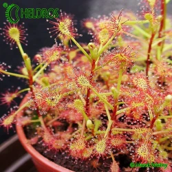 ROSICZKA Drosera MADAGASCARIENSIS